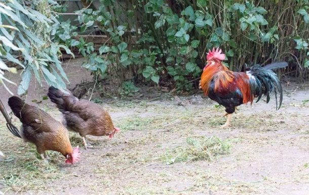 Massnahmen zur Verhinderung der Vogelgrippe