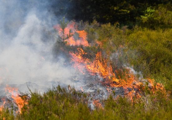 Aufhebung des Feuerverbots im Wald und Waldesnähe