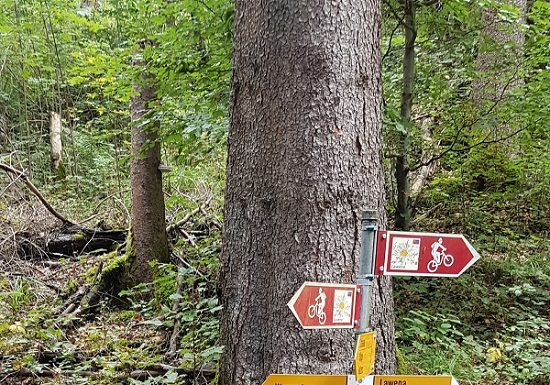 Gefährlich: Mountainbiker stürzt wegen Draht