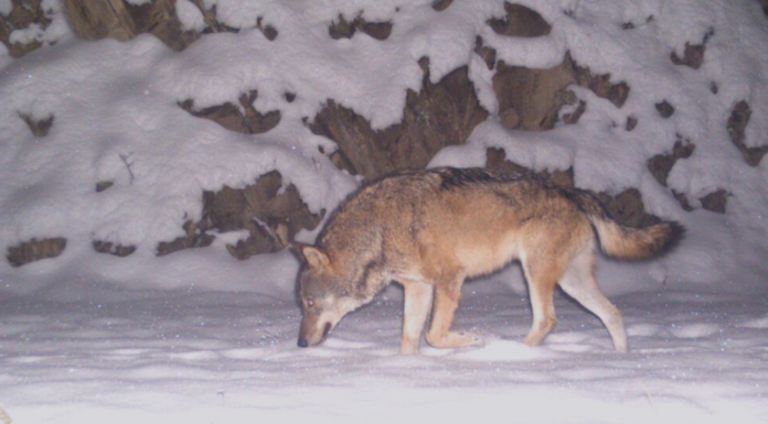 Konzept Wolf Liechtenstein in Konsultation