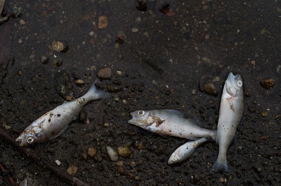 Fischsterben im Salbker See