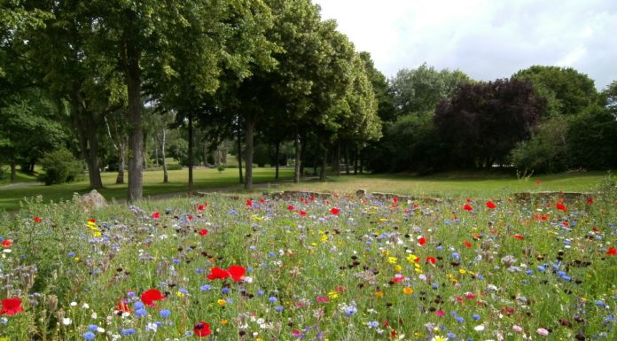 Natürlich bunt und artenreich – Gemeinden investieren in die Naturvielfalt