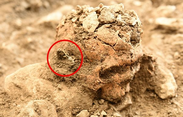 Triesen: Menschlicher Schädel mit Ohrring gefunden
