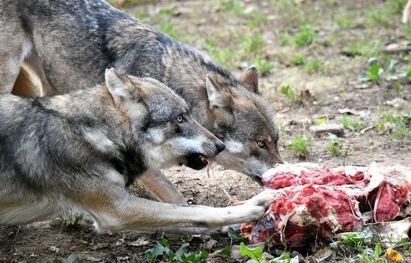 Wolf riss Schafe in Kanton Thurgau