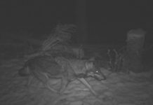 Erstmals ein Wolf in Liechtenstein fotografiert