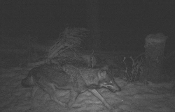 Erstmals ein Wolf in Liechtenstein fotografiert