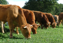 Tiererhebung 2019 – Aufforderung zur Meldung von bestimmten Tieren