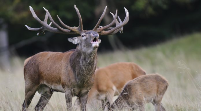 Abschussplan für das Jagdjahr 2019/2020 genehmigt