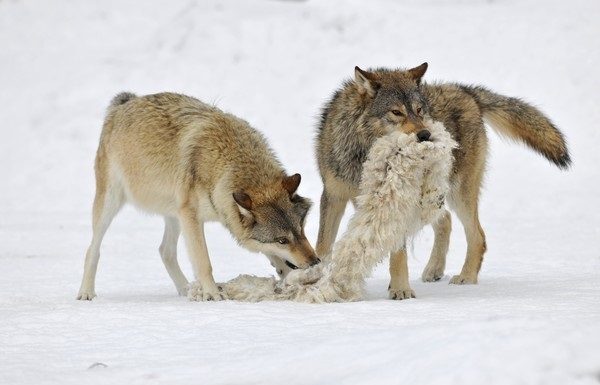 In der Schweiz dürfen Wölfe nun geschossen werden!
