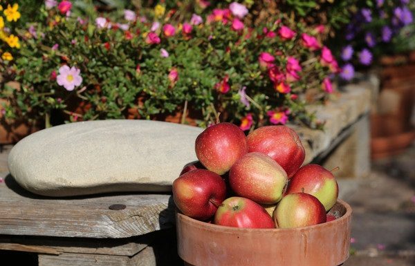 Erntezeit im Obstgarten
