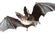 Nächtliche Flugkünstler