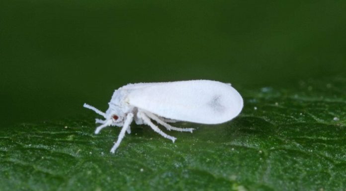 Überwintern von Weissen Fliegen verhindern!