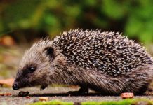 Ein Gartenbewohner auf Quartiersuche