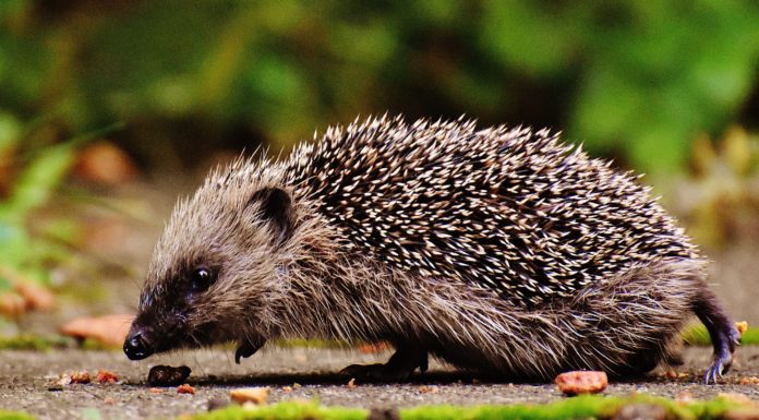 Ein Gartenbewohner auf Quartiersuche