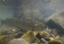 Das Aushängeschild für den internationalen Gewässerschutz