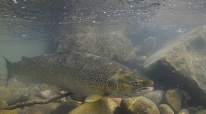 Das Aushängeschild für den internationalen Gewässerschutz