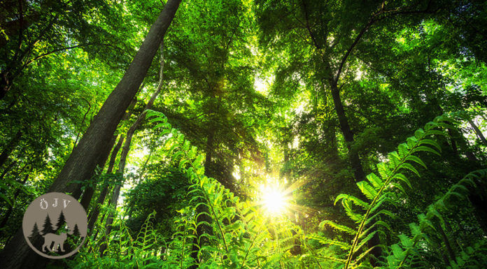 Gründung des Liechtensteinischen ökologischen Jagdvereins (ÖJV)