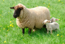 Beiträge für die Entsorgung tierischer Nebenprodukte