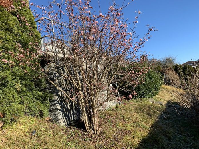 Blumengruss zur Jahreswende