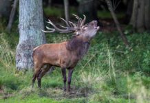 «Das Jagdgesetz soll angepasst werden»