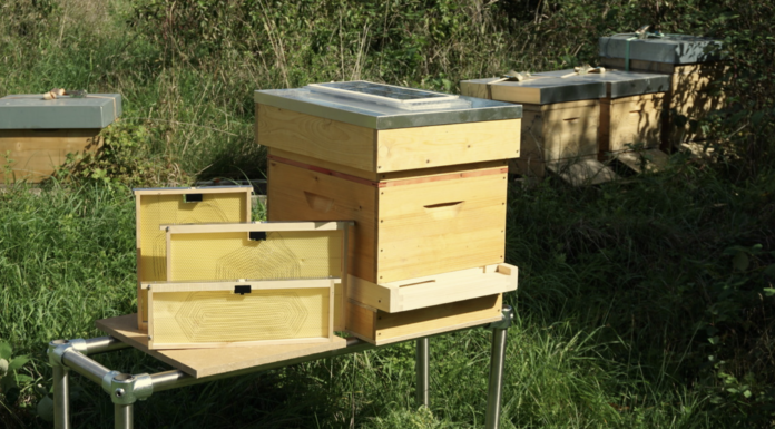 Mehrere Millionen Franken für Klimaschutz-Projekte