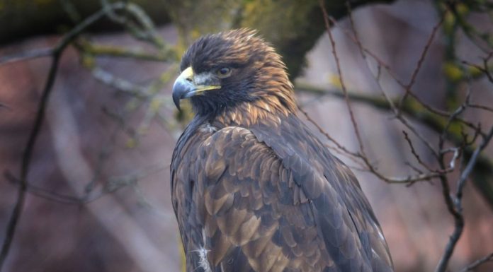 Entwichener Adler in Mäls eingefangen