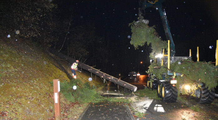 Umgestürzter Baum verursacht Verkehrsunfall