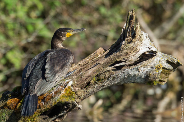 Kormoran-Rainer Kühnis-8749-Canon EOS 5D Mark III