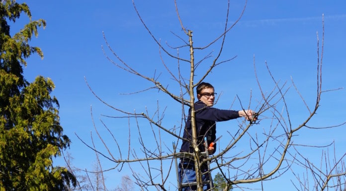 Obstbaumschnittkurs auf der Obstbaumwiese