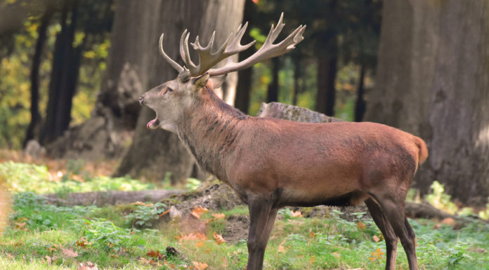 Studie zur Tuberkulose beim Rotwild erschienen