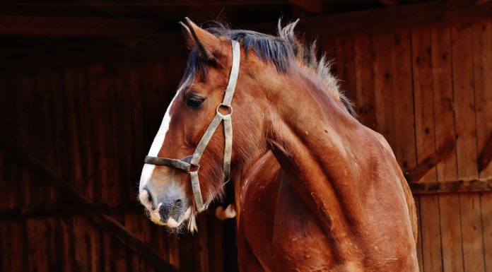 Bei Reitunfall verletzt