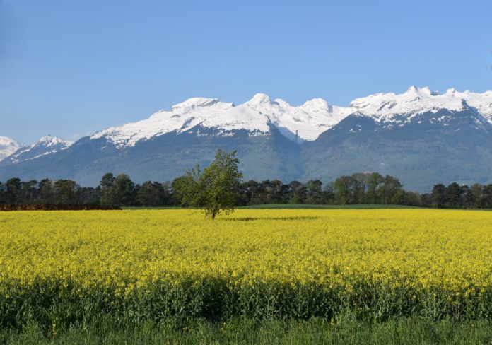 DSC_0060 Rapsfeld Eschen