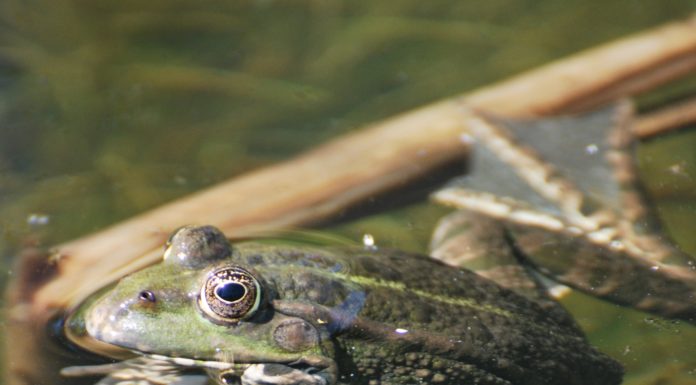Amphibien auf Laichwanderung