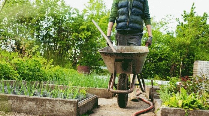 ARBEIT IM GEMÜSEGARTEN IM JUNI