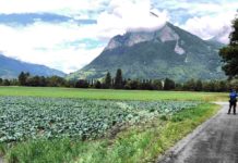 Vilters: Auto in Gemüseacker gefahren – Zeugenaufruf