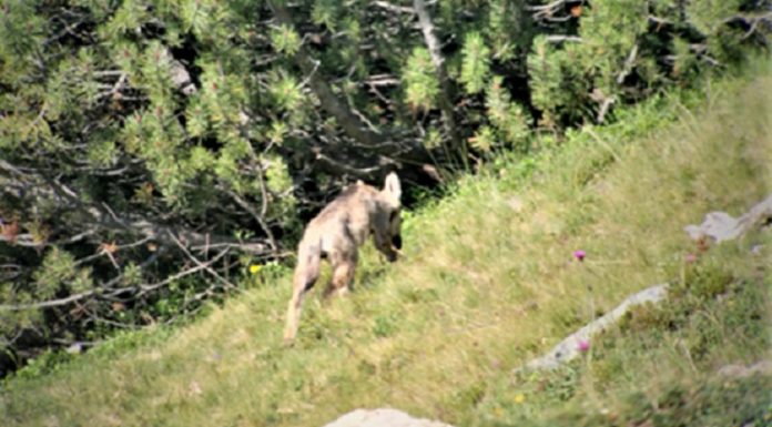 Neues Wolfsrudel im Bündnerland