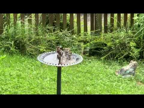 TÄGLCHES BAD IM GARTEN