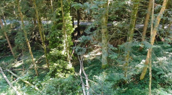 Bernhardzell: Bei Forstarbeiten schwer verletzt