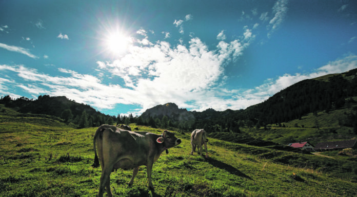 Die Alpen: Futterreservoir, Kulturgut, Naherholungsgebiet