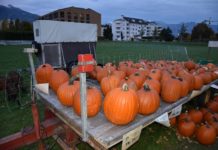 Kasse bei Kürbisverkaufswagen mehrfach aufgebrochen