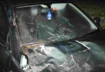 Degersheim: Verkehrsunfall mit schottischem Hochlandrind