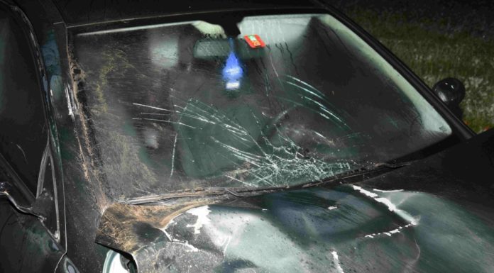 Degersheim: Verkehrsunfall mit schottischem Hochlandrind