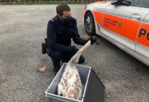 Verletzter Jungschwan gerettet