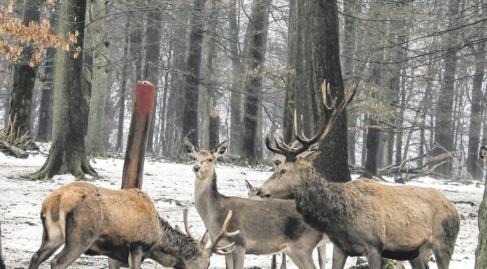 Rücksicht auf Wildtiere nehmen, Winterruhezonen beachten