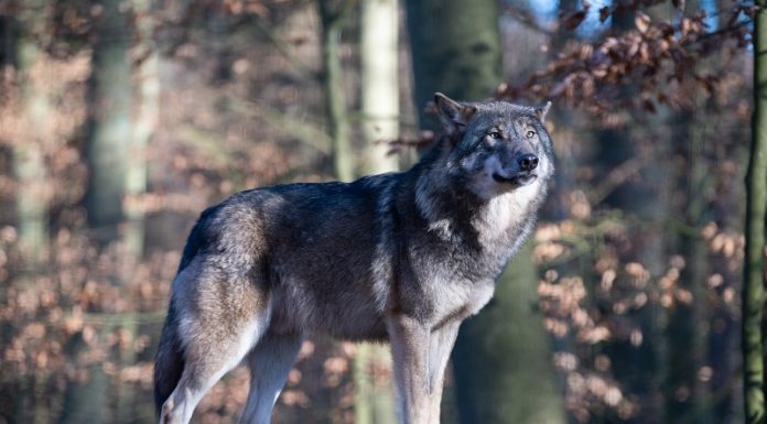 Wolfsriss am Augstenberg