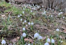 Schneeglöckchen kündigen Frühling an