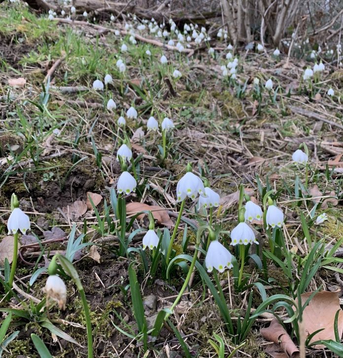 Schneeglöcklein, 18.2.2021, Nähe Bühlkappile Mauren