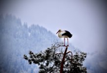 Viele Störche überwintern bei uns