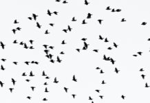 Freilaufende Hunde sind eine Gefahr für seltene Vögel