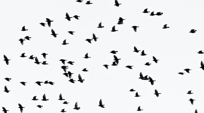 Freilaufende Hunde sind eine Gefahr für seltene Vögel